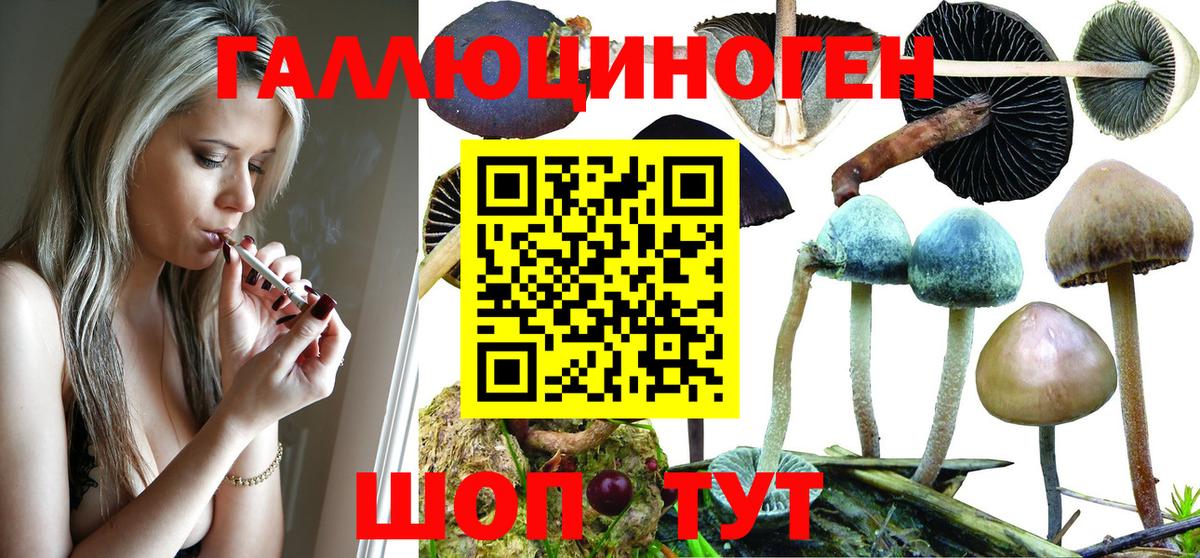 Сосновоборск  продажа наркотиков  Вход с VPN  Галлюциногенные грибы GOLDEN TEACHER 